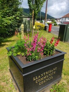 Square planter filled with perennial plants.